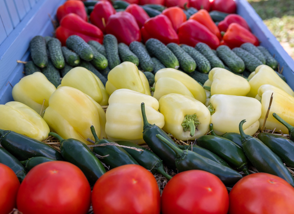 Аграрии собрали с полей Волгоградской области почти миллион тонн овощей